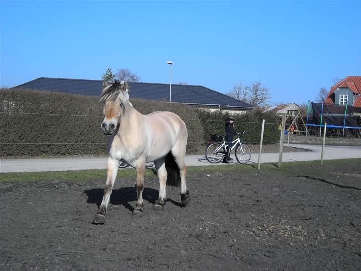 Fjordhest Basta - Forår/sommer 2009 billede 15