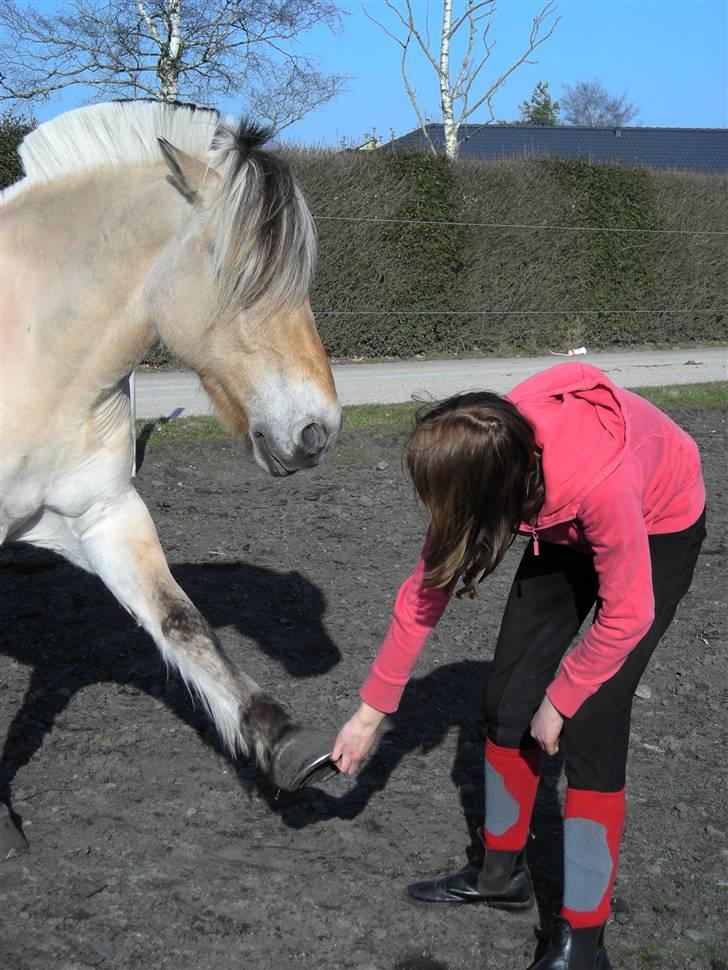 Fjordhest Basta - Forår/sommer 2009 billede 16