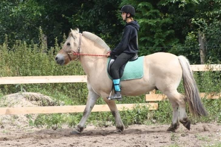 Fjordhest Basta - Sommer 2009. Kursus i Sivested. billede 17