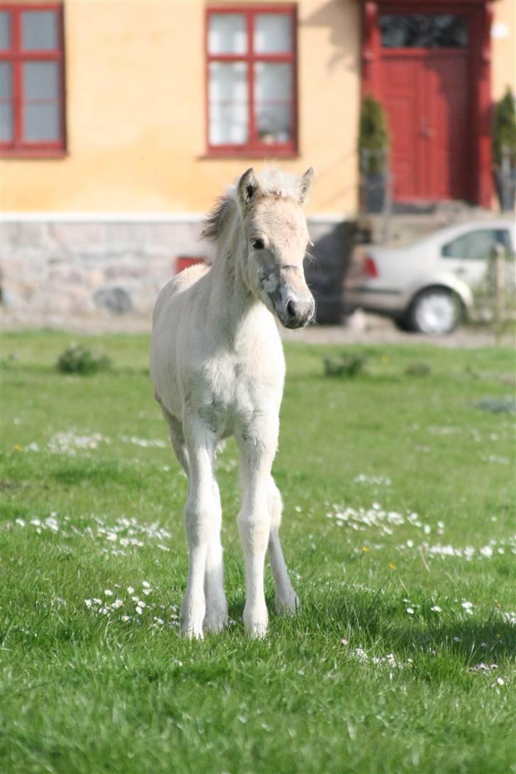 Fjordhest Mosegårdens FrøkenF billede 17