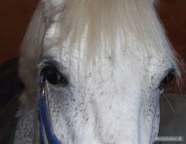 Anden særlig race Vicki SOLGT - >: vicki. billede 2