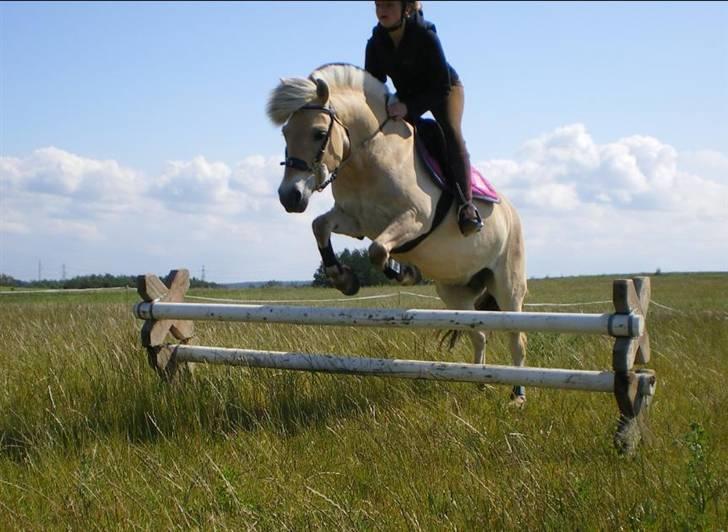 Fjordhest Hashagen's Faika - Springning i hackamore :) billede 9