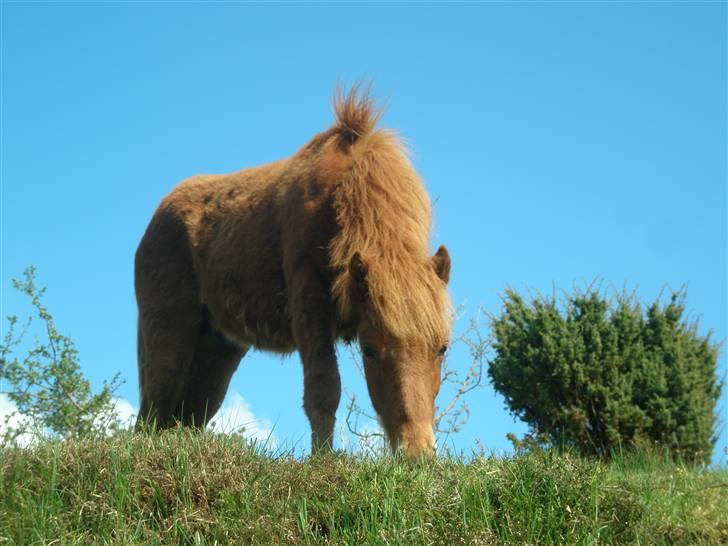 Islænder Blómi fra Engholm billede 4
