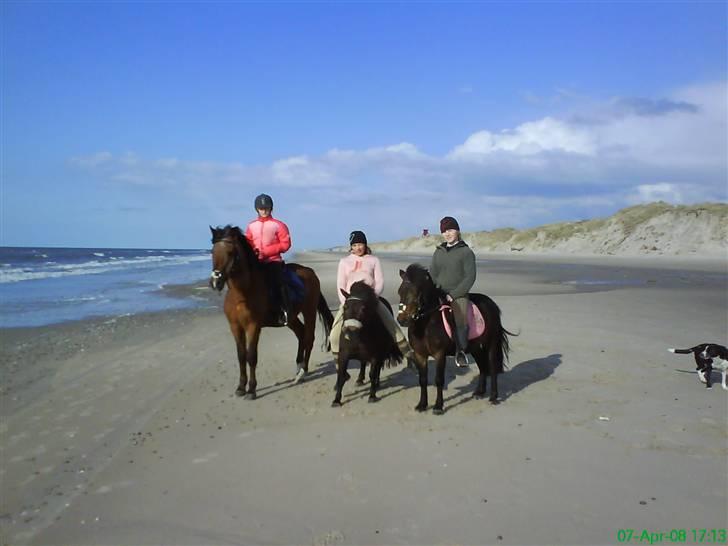 Shetlænder Sdr. Engesgards Lotte <3  - OS´:D billede 18