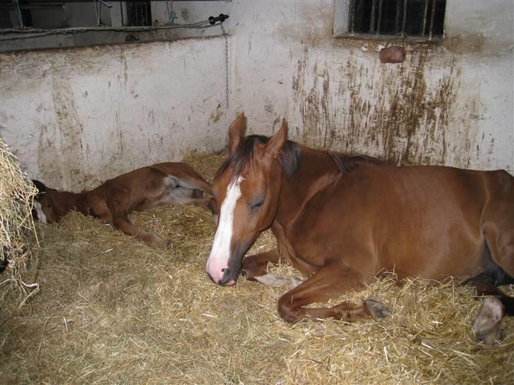 Anden særlig race Donna Shakira- SOLGT.. billede 8