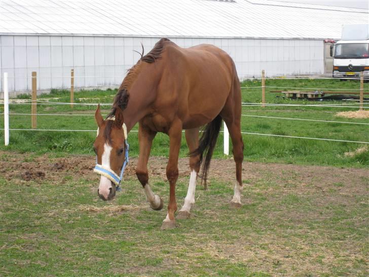 Anden særlig race Donna Shakira- SOLGT.. billede 9