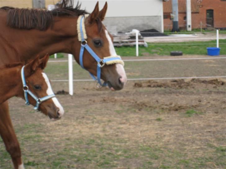 Anden særlig race Donna Shakira- SOLGT.. billede 10