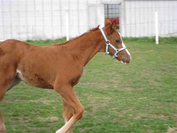 Anden særlig race Manifique Eto'o- SOLGT billede 10