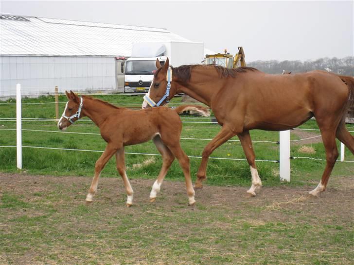 Anden særlig race Manifique Eto'o- SOLGT billede 11