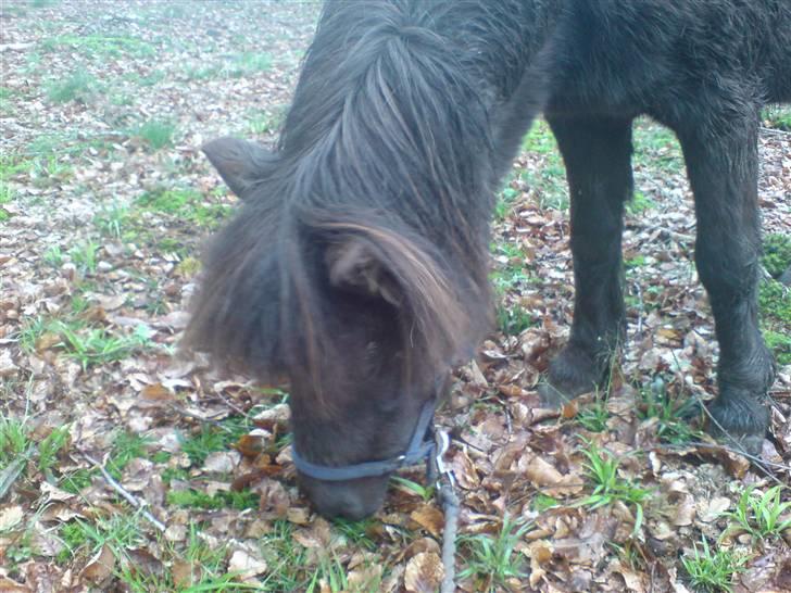 Shetlænder Mille    ~Solgt :'(~ - Mille i skoven. Da jeg troede at jeg skulle af med hende..  Maj 08 billede 17
