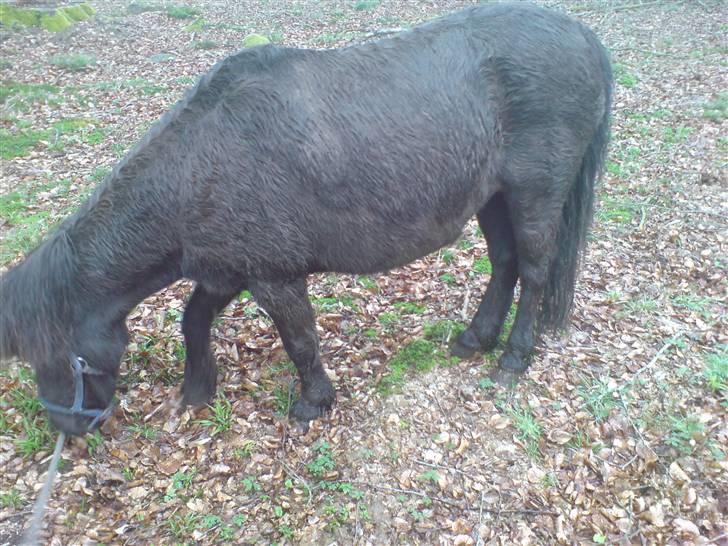 Shetlænder Mille    ~Solgt :'(~ - Mille i skoven. Da jeg troede at jeg skulle af med hende..  Maj 08 billede 18