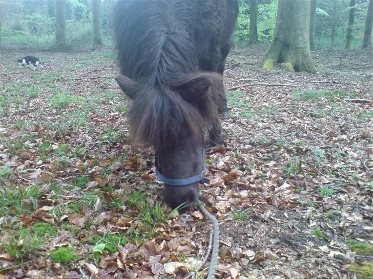 Shetlænder Mille    ~Solgt :'(~ - Mille i skoven. Da jeg troede at jeg skulle af med hende..  Maj 08 billede 19