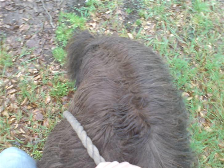 Shetlænder Mille    ~Solgt :'(~ - Mille i skoven. Da jeg troede at jeg skulle af med hende.. Her sidder jeg på ryggen af hende  Maj 08 billede 20