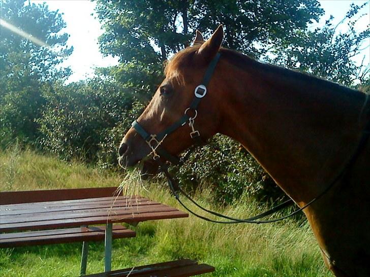 Arabisk fuldblod (OX) El Sheik Charme - På restepladsen billede 4