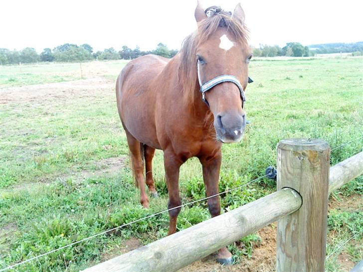 Arabisk fuldblod (OX) El Sheik Charme billede 6