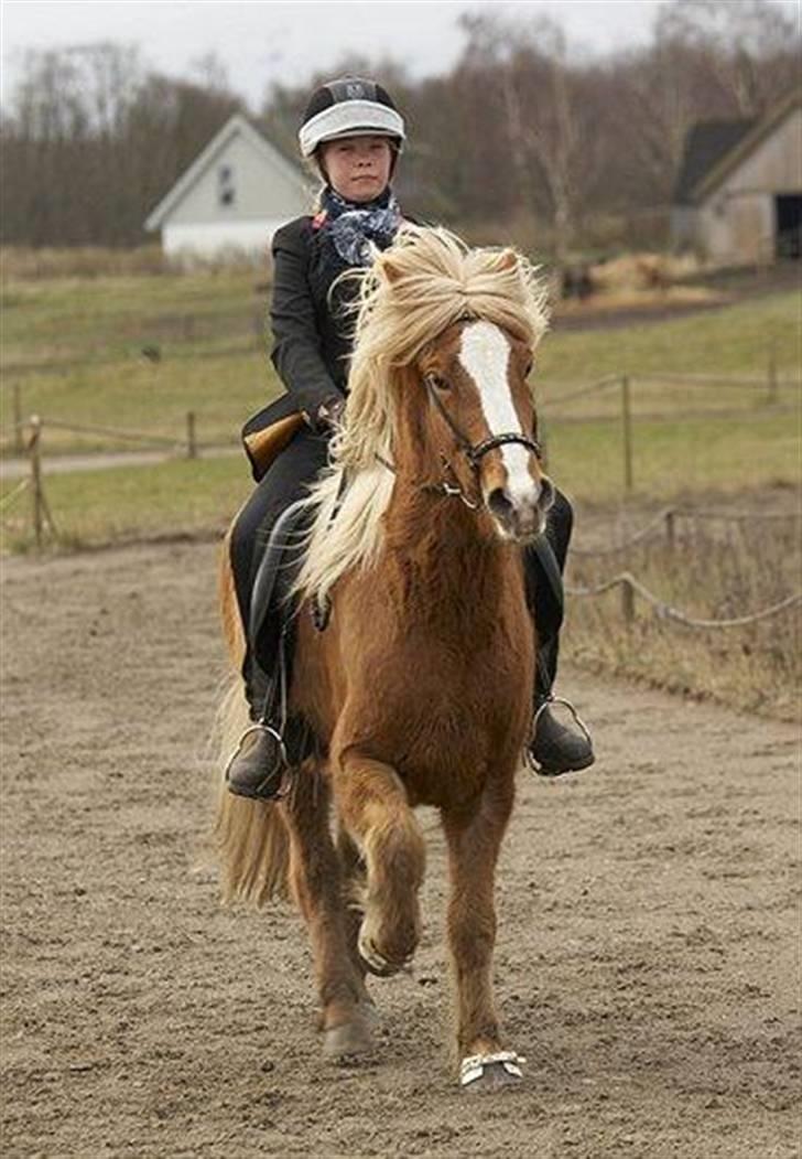 Islænder Gisli fra Thorsvighus-RIP - LÆKKER HEST ! haah <´3 B-finale til DSU 08 billede 8