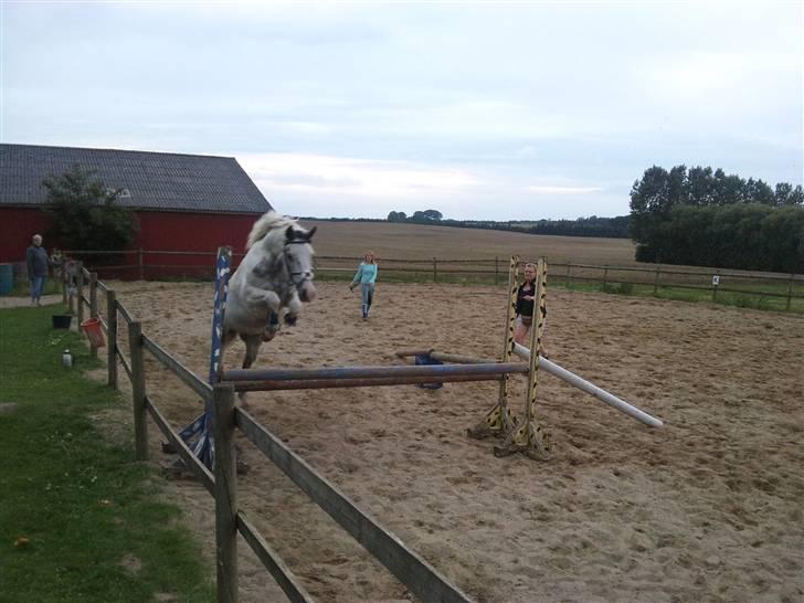 Pinto Araber One B Bobby - 4# her løsspringer vi bobby...springet er ca. 105cm..XD..<3 billede 4