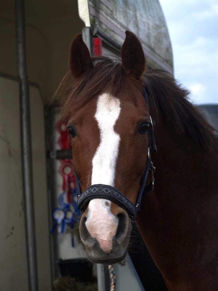 Hollandsk Sportspony Carolien - Carolien´s dejlige hovede! ..elskerdig!.. billede 5