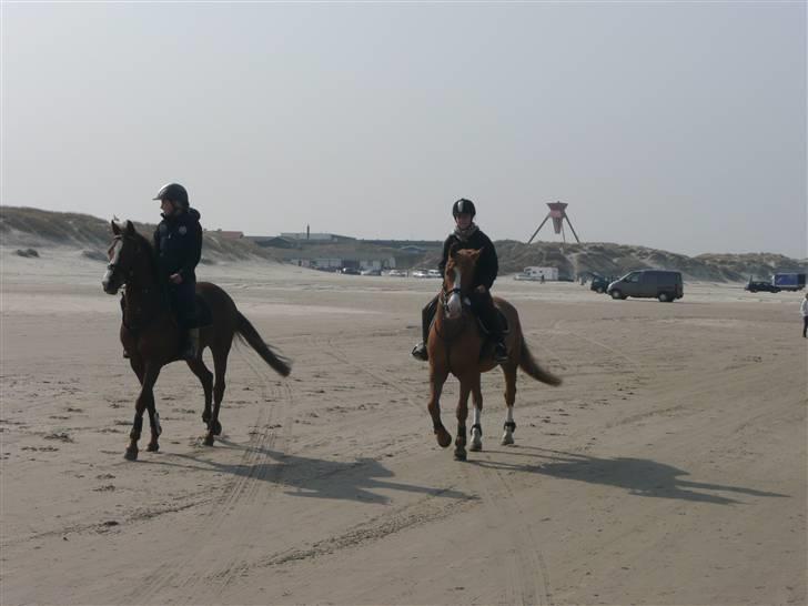 Hollandsk Sportspony Carolien - La.. :Foto:Nalle-foto. billede 8