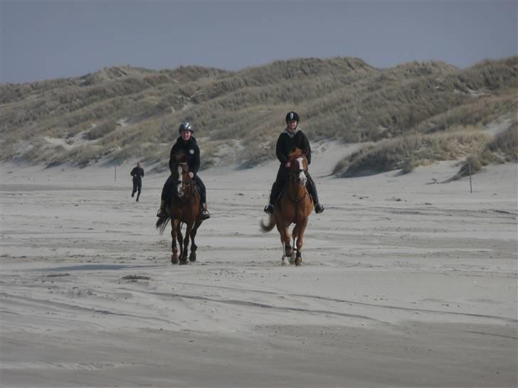 Hollandsk Sportspony Carolien - La i Hormun-ulstrup. I omspringningen.  billede 11