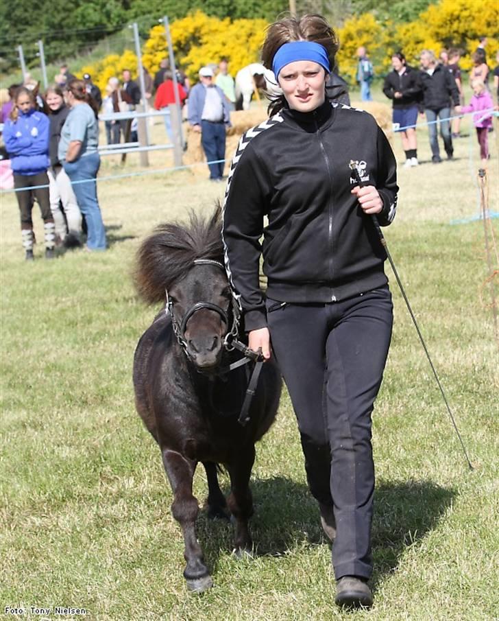 Shetlænder Lille Peter  - Mønstring Lemvig 2009!<3 billede 10