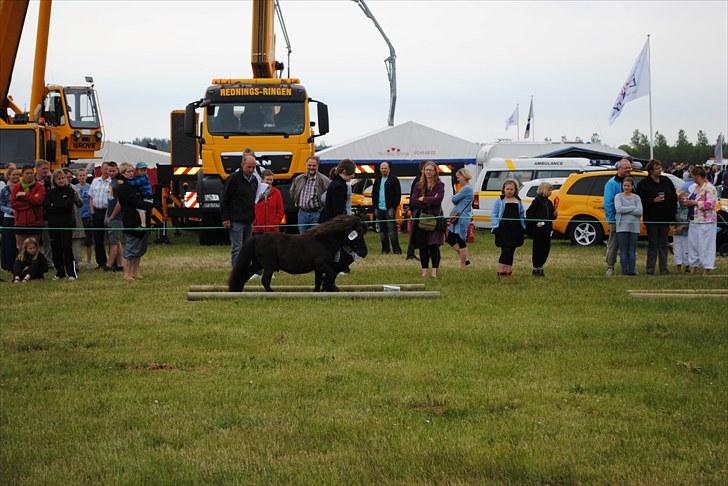 Shetlænder Lille Peter  - Lemvig Dyrskue 2010 billede 12