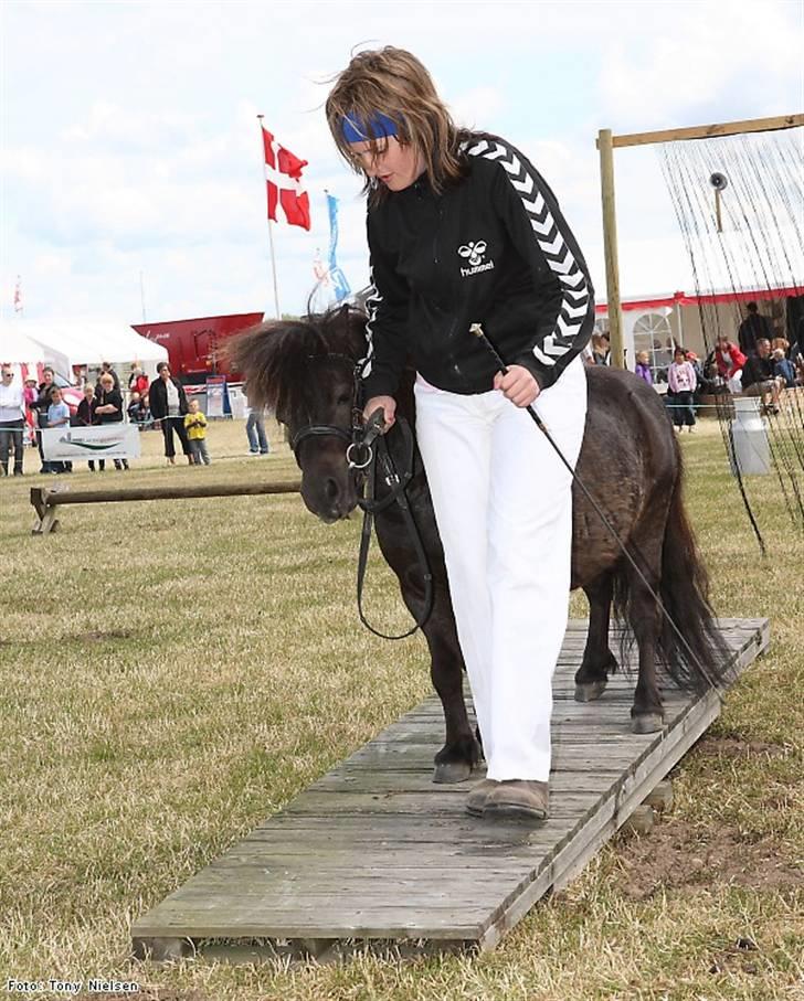 Shetlænder Lille Peter  - Agileti Lemvig 2009 <3 billede 13