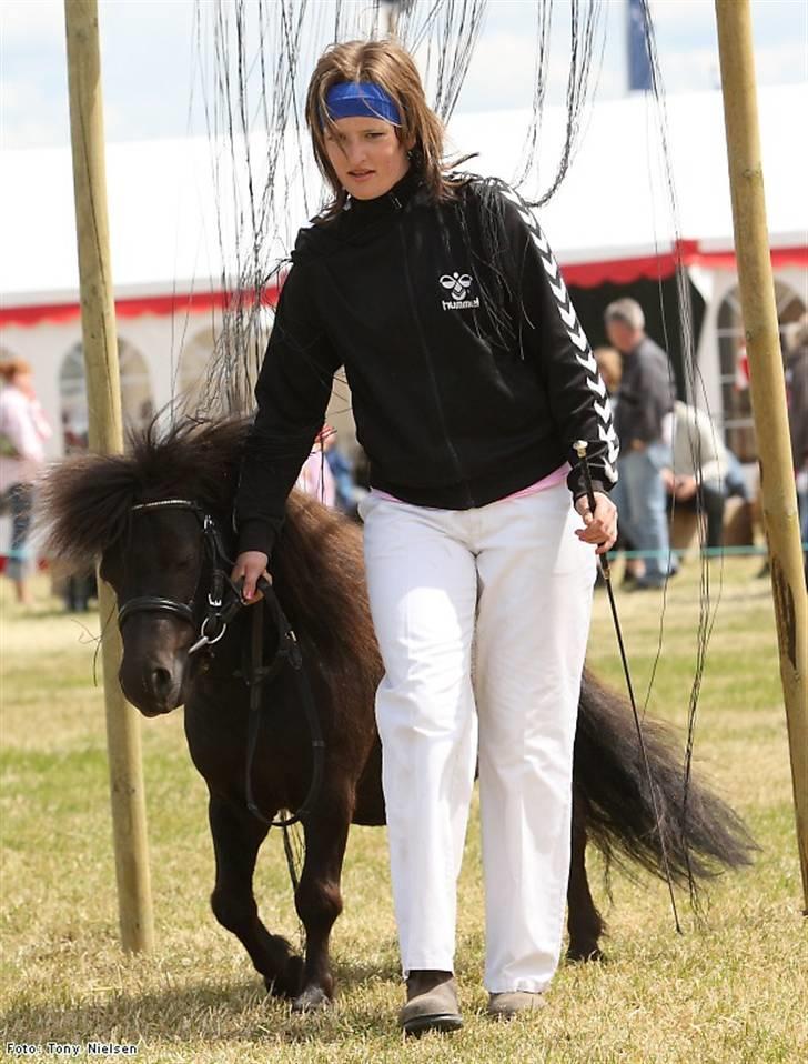 Shetlænder Lille Peter  - Agileti lemvig 2009 :D billede 15