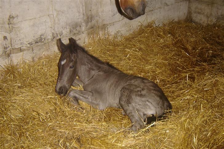 Anden særlig race Bacardi - få timer gammel billede 1