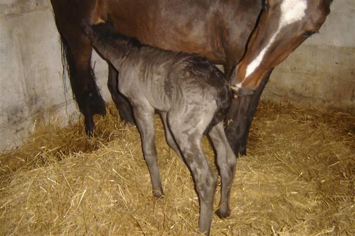 Anden særlig race Bacardi billede 2