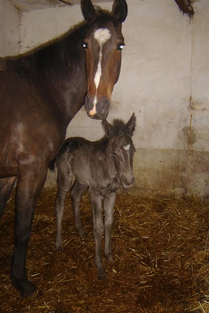 Anden særlig race Bacardi billede 3