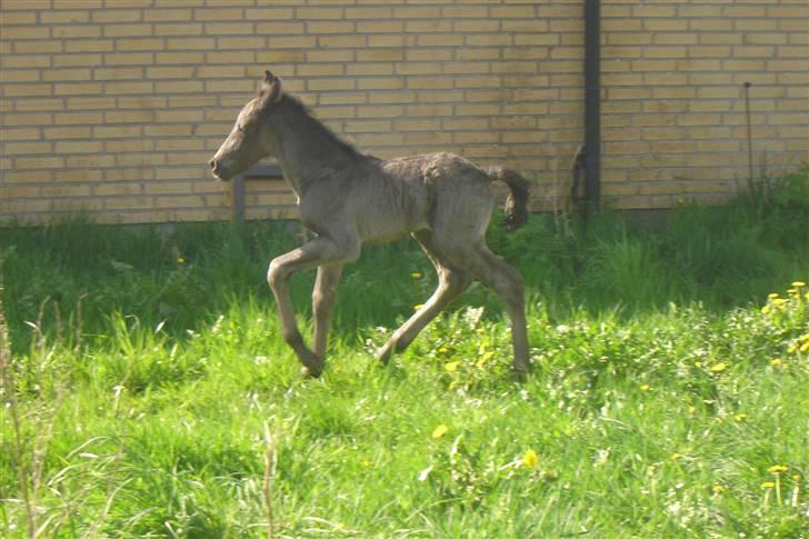 Anden særlig race Bacardi - benene er svære at styre billede 4