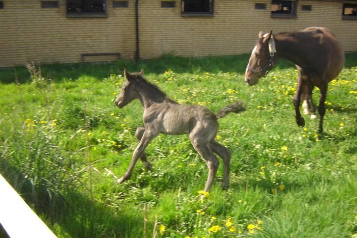 Anden særlig race Bacardi - det er fedt at løbe billede 5