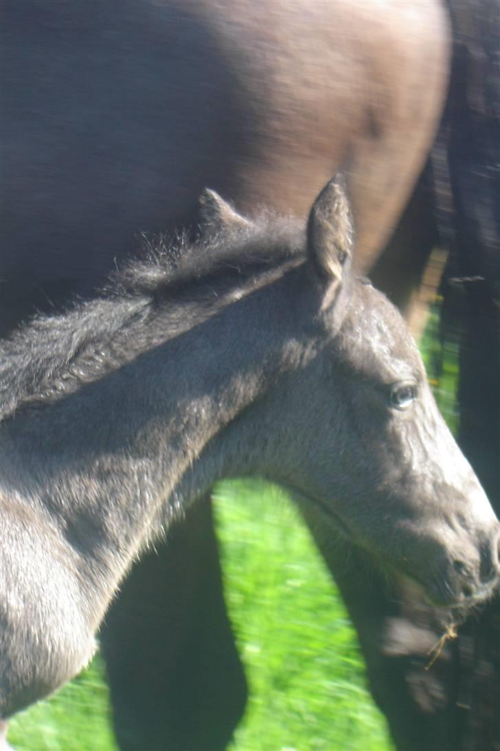 Anden særlig race Bacardi billede 6