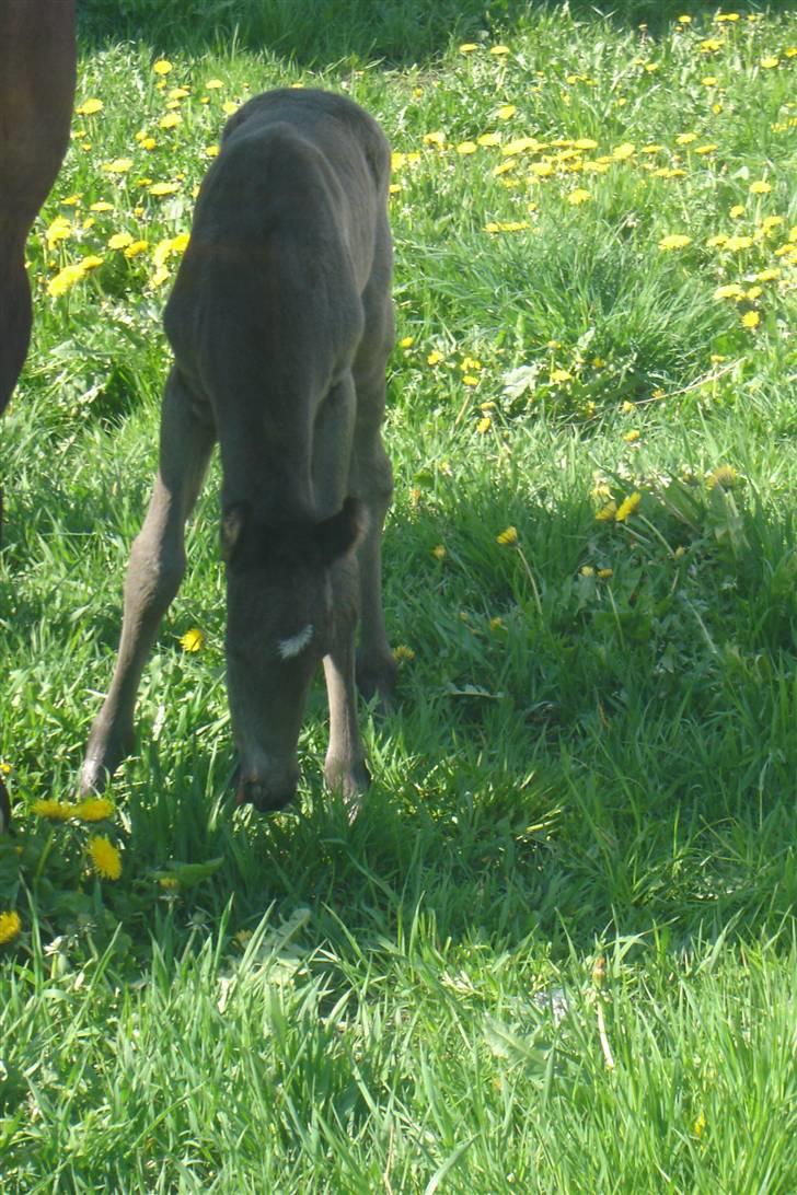 Anden særlig race Bacardi billede 7