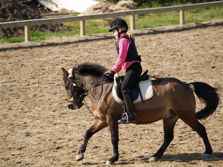 Anden særlig race Buster Larsen *Solgt* - smukke buster går til bidet i gallop<3 billede 9