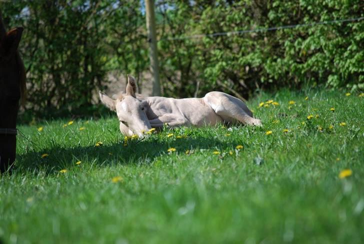 Palomino Gold Magnum X *SOLGT* - 2 dage gammel billede 10