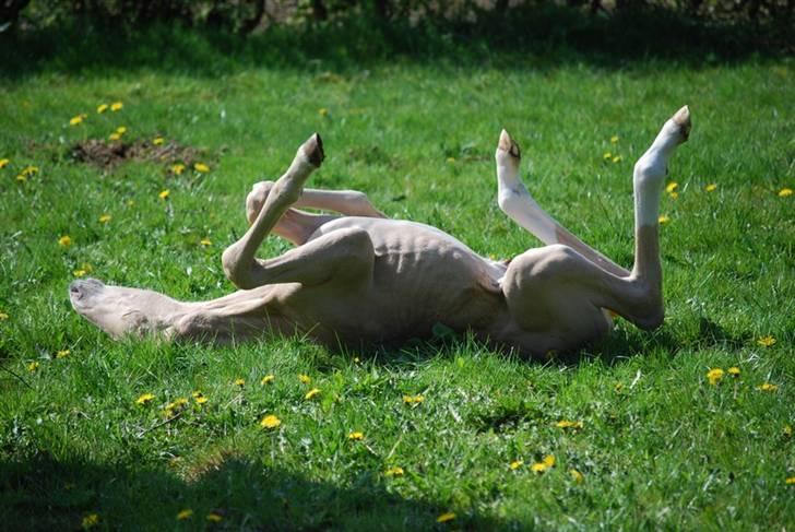 Palomino Gold Magnum X *SOLGT* - 2 dage gammel billede 11