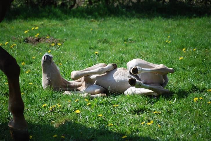 Palomino Gold Magnum X *SOLGT* - 2 dage gammel billede 12