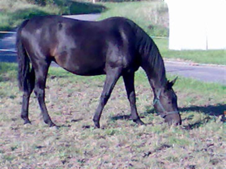 Anden særlig race Cassiopaia *aflivet* billede 1