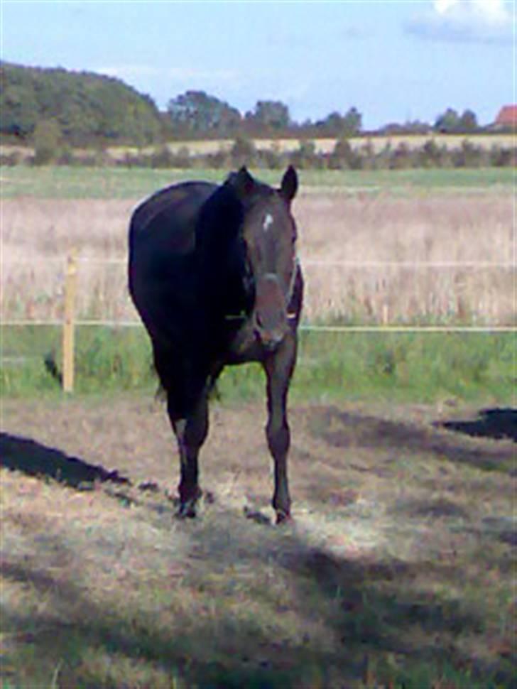 Anden særlig race Cassiopaia *aflivet* billede 2