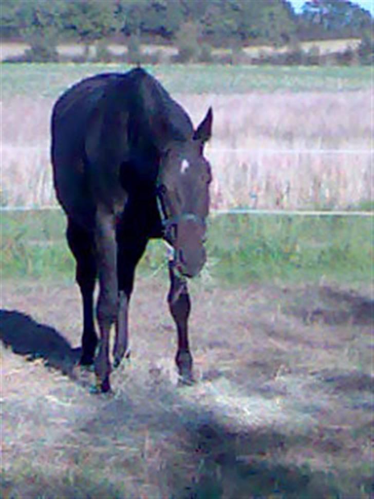 Anden særlig race Cassiopaia *aflivet* billede 3