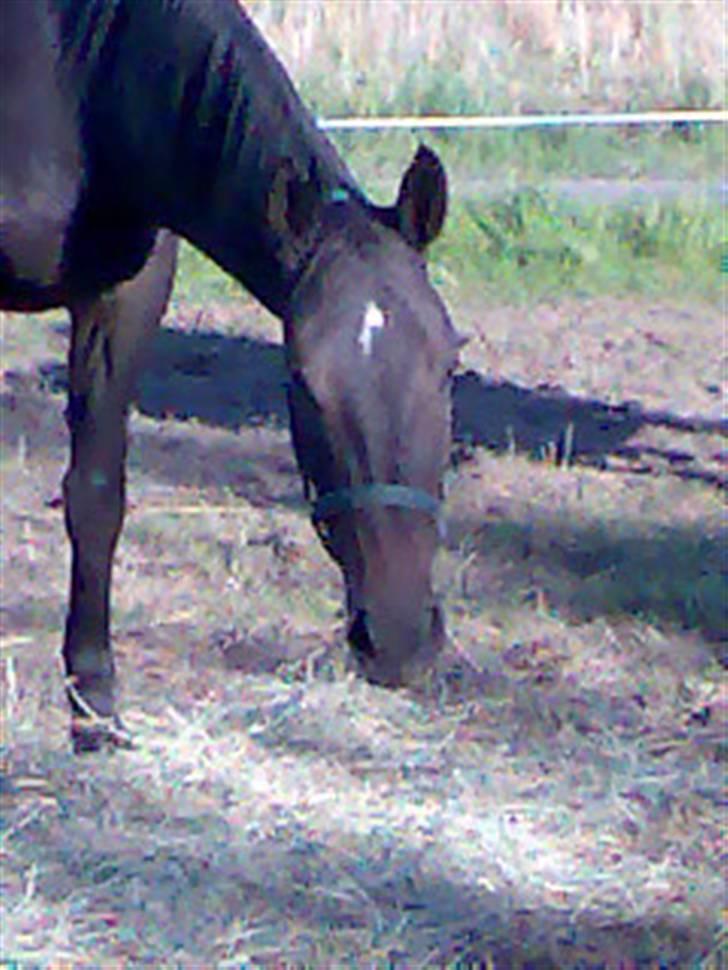 Anden særlig race Cassiopaia *aflivet* billede 4