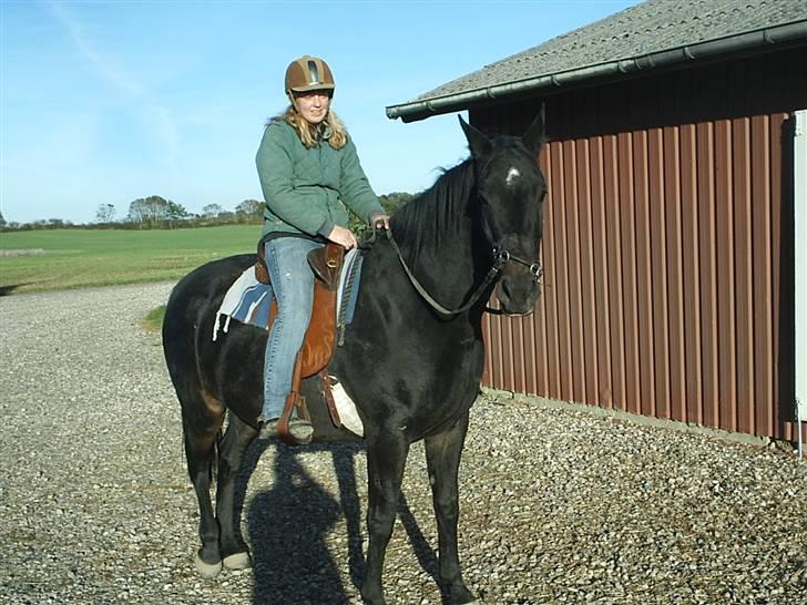 Anden særlig race Cassiopaia *aflivet* billede 5