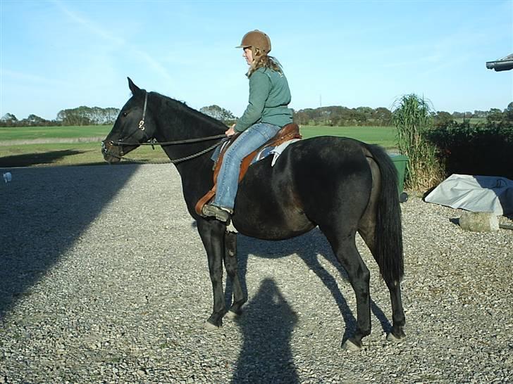 Anden særlig race Cassiopaia *aflivet* billede 8