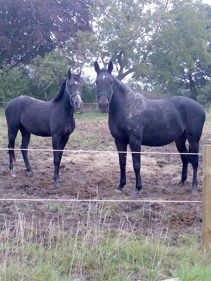 Anden særlig race Cassiopaia *aflivet* billede 9