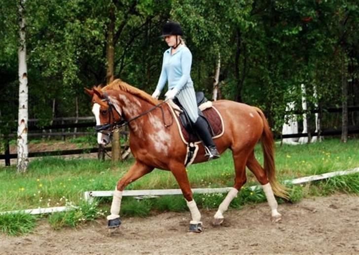 Dansk Varmblod Michell Damningsdal billede 4