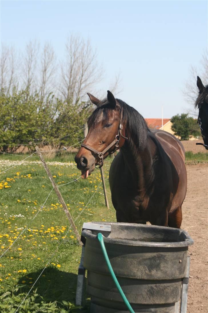 Trakehner Hillary *R.I.P* - © Loús Foto NYT ! billede 20