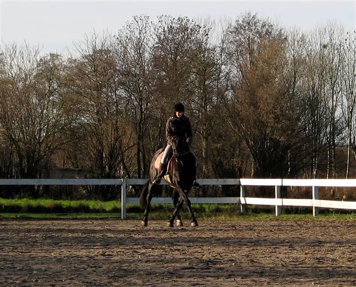 Dansk Varmblod *Kildegårdens Barton* sov stil ind den 19.dec 2011 billede 17