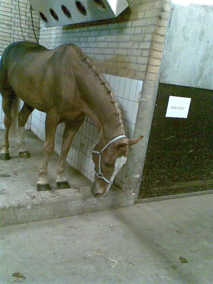 Anden særlig race The Showman billede 9